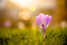 My secret garden's not so secret anymore