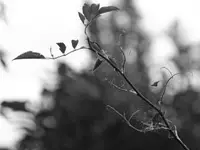 W czerni i bieli III