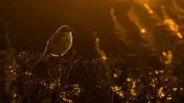 Wieczór z gąsiorkiem