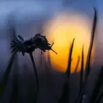 Gdy słońce tonie wśród traw