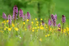 Łąka ze storczykami