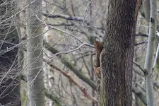 Obserwator w leśnej kniei