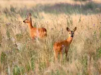 spotkanie wśród traw