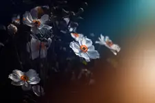 In the garden with Alice...