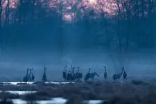 Świt nad rozlewiskiem