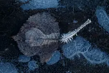 ... z białym ogonkiem...