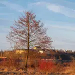 Marcowy widok na Drohiczyn