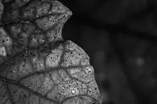 vines