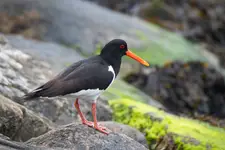 Ostrygojad