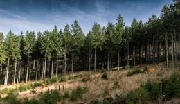 Las na słonecznym stoku