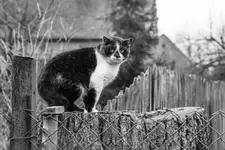 Kot i jego płot