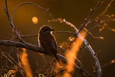 W bałaganie świateł