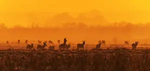 Rząd piewrszy, rząd drugi