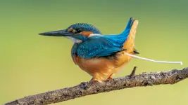 Migawka z Forrest Gump