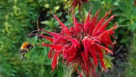 Pysznogłówka szkarłatna