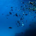 Może na rafie jest co jeść?