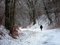 Leśnym wąwozem przed siebie