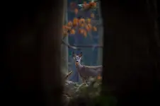 Sama w wielkim lesie