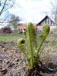 Wiosna