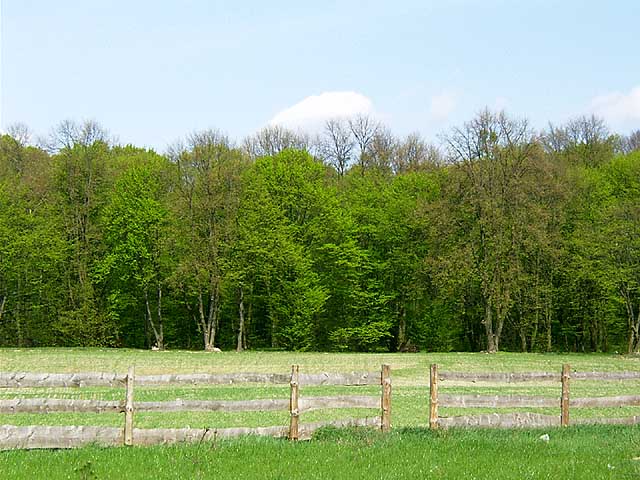 Linie