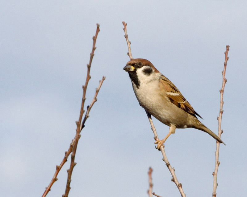 Brat Pana Wróbla czyli Mazurek (Passer montanus)