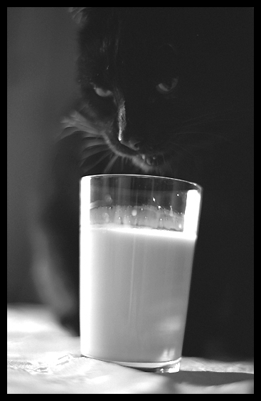 miauuu [odsłona 2]