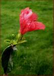 hibiskus