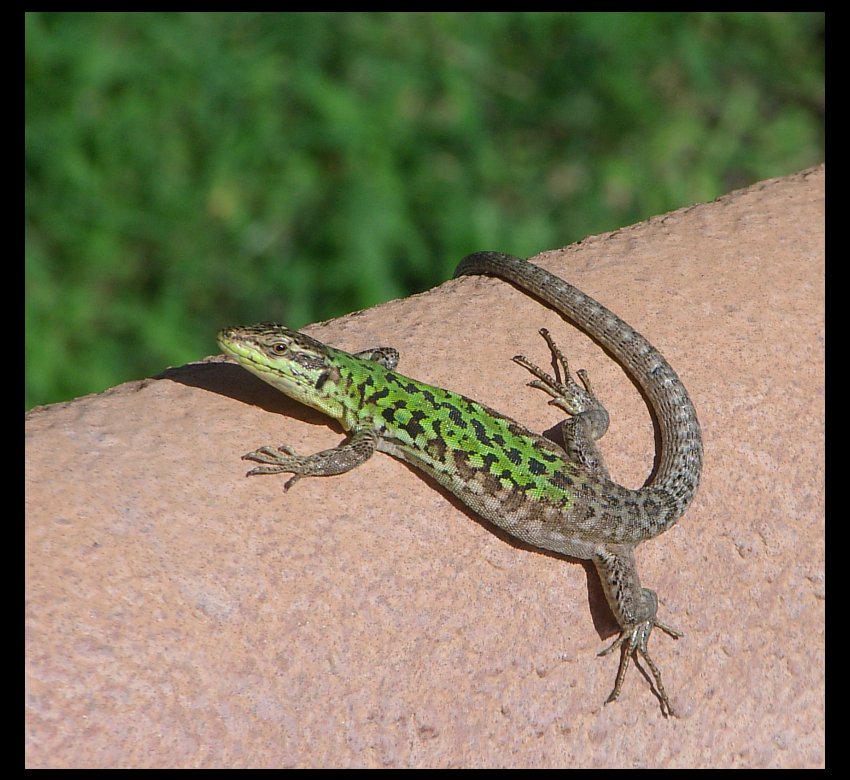 krodyl :)