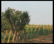 wino i oliwa