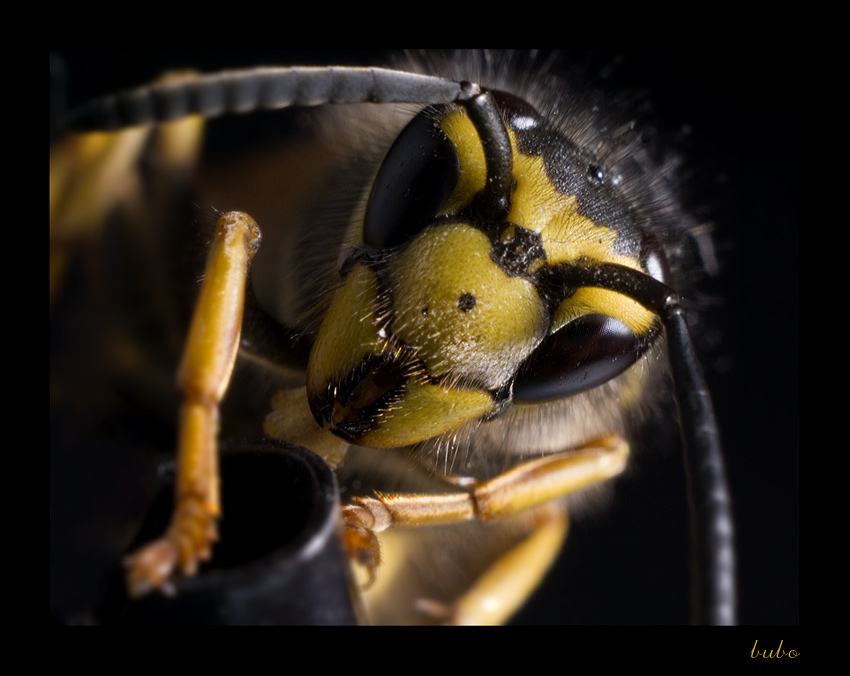 predator