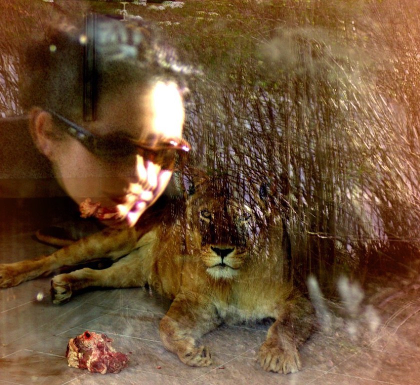 drapieżcy