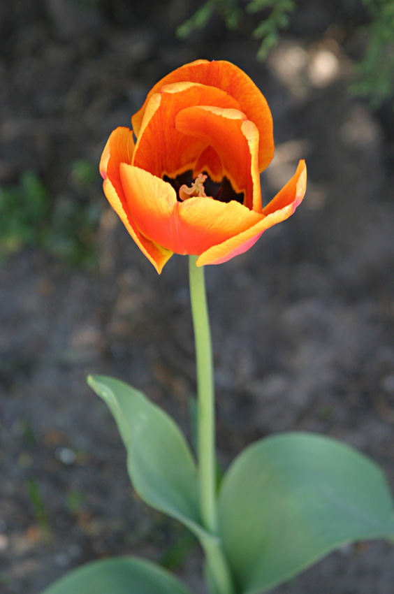 *Tulipan*