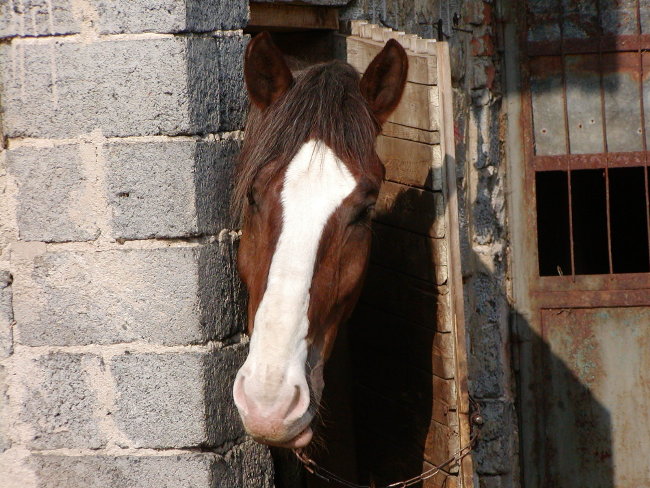 koń