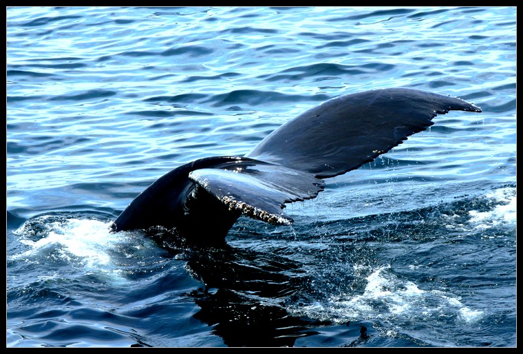 whale