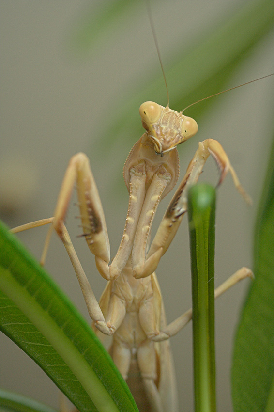 VIridis....