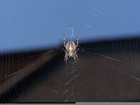 spider