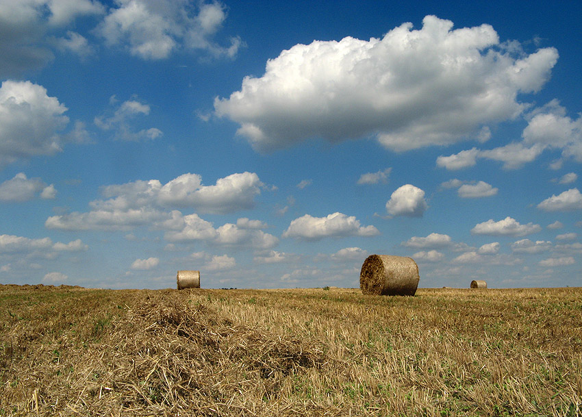 Żniwa cz. II