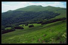 Tarnica III
