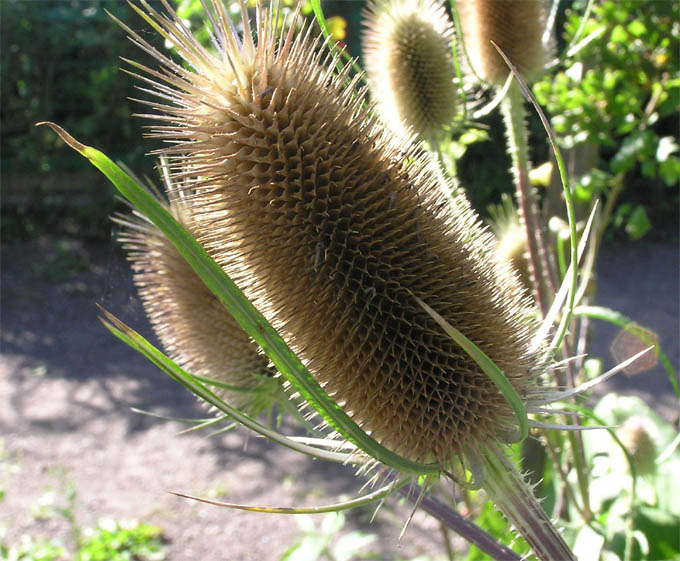MietasM