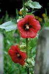 Malinowa Malwa