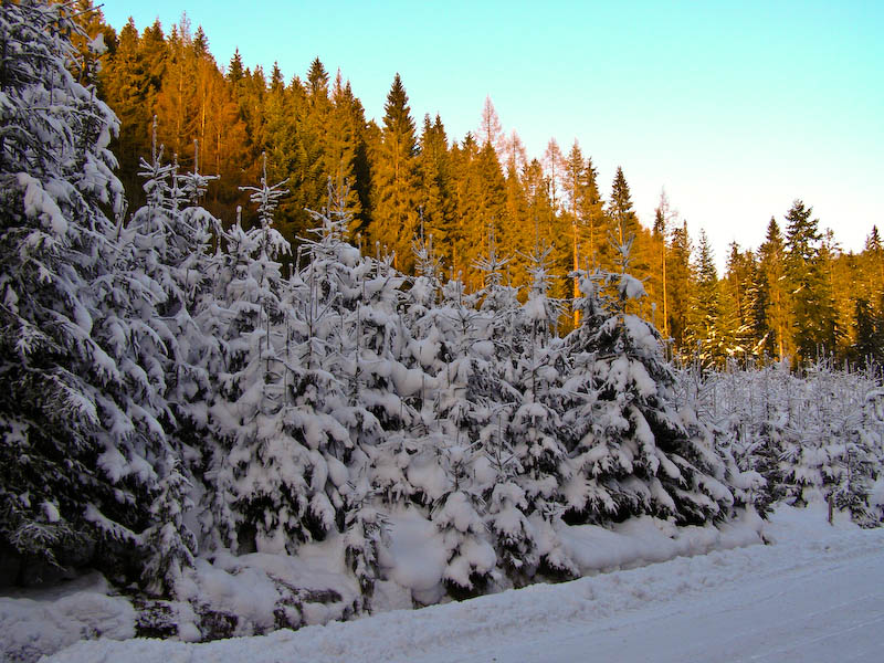 Na granicy cienia