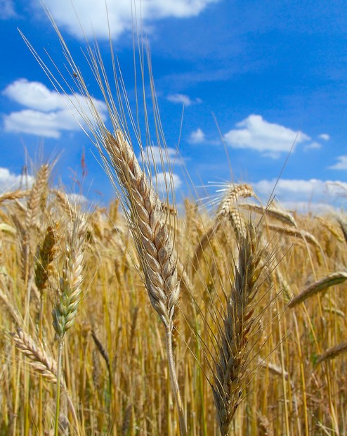 Cornfleks