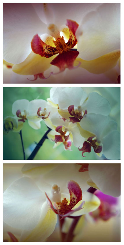 Orchis