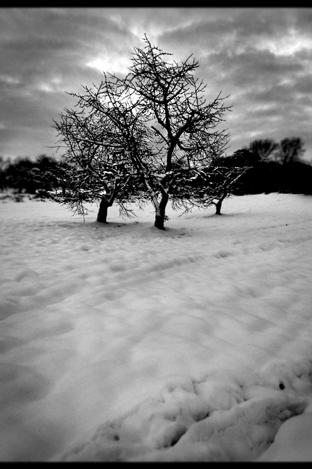 winterfield.