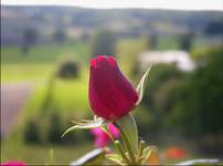 Rose c.d