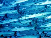Barracuda Point