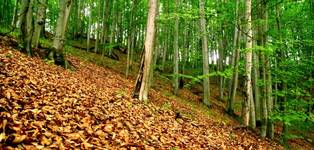 Bieszczady