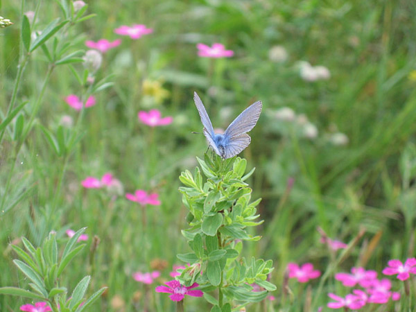 Common Blue