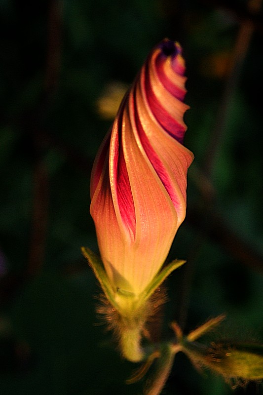 Flower 2