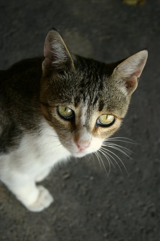 oto kot